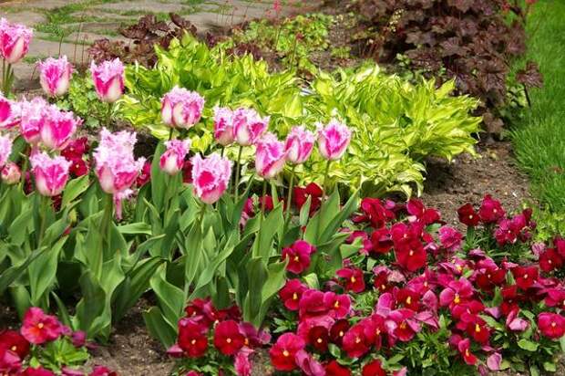 Изысканно смотрится группа тюльпанов среди других растений, фото автора