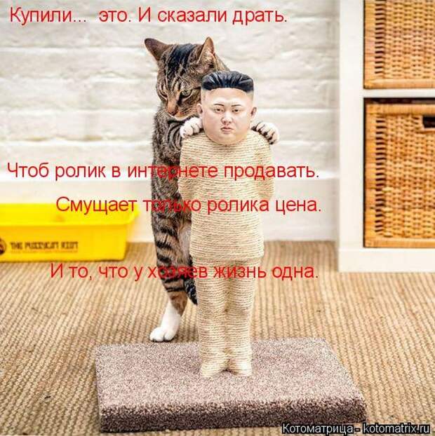 Лучшие котоматрицы недели (50 фото)