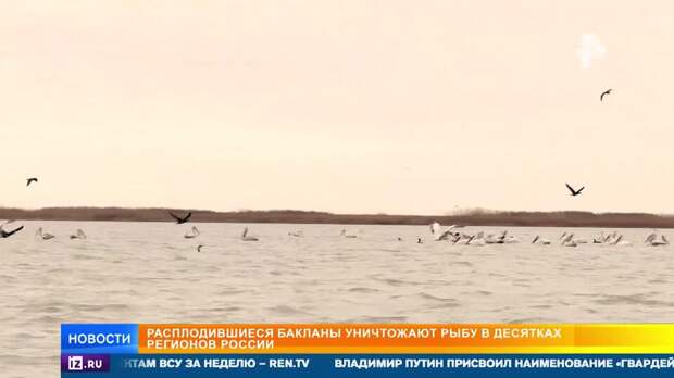 Расплодившиеся бакланы уничтожают рыбу в десятках регионов России