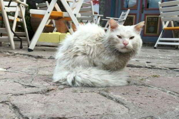 Кот, который преодолел полмира, чтобы вернуться в семью