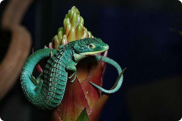Древесная аброния (лат. Abronia graminea)