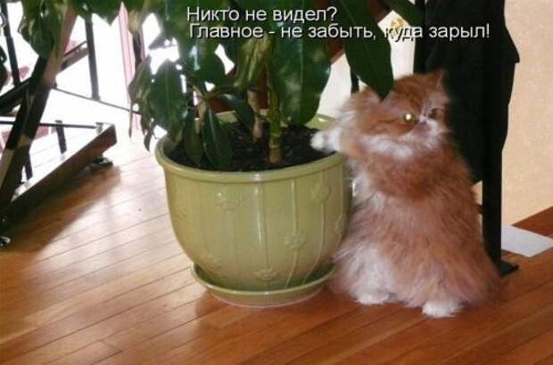 Котоматрица юморная (38 фото)