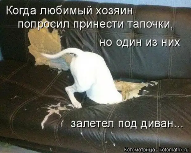 Прошу хозяин мне больно. Что попросил кот у хозяина. Юнмины фанфики хозяин прошу хватит мне больно. Фф хозяин прошу хватит мне больно. Почему нет корма со вкусом мышей.