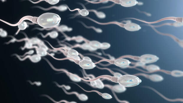 Как плавают сперматозоиды