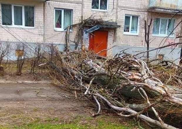 Под поваленными сильным ветром деревьями на Украине погибли уже два человека