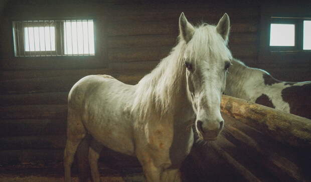 В Омской области лошадь отправила школьника в больницу со сложным переломом