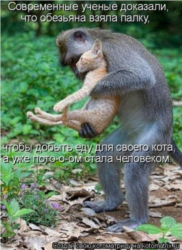 Лучшие котоматрицы за неделю