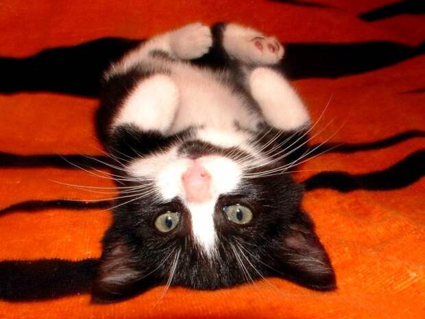 Коты,кошки,котята...