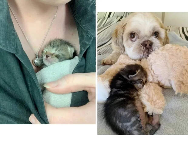 Без кота и жизнь не та