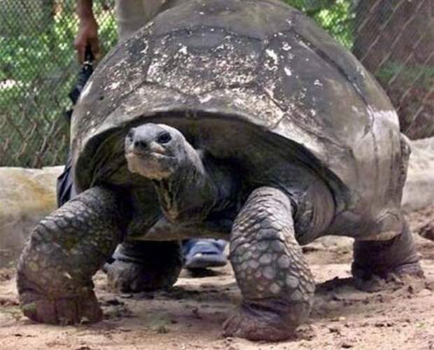 Старейшая черепаха на Земле