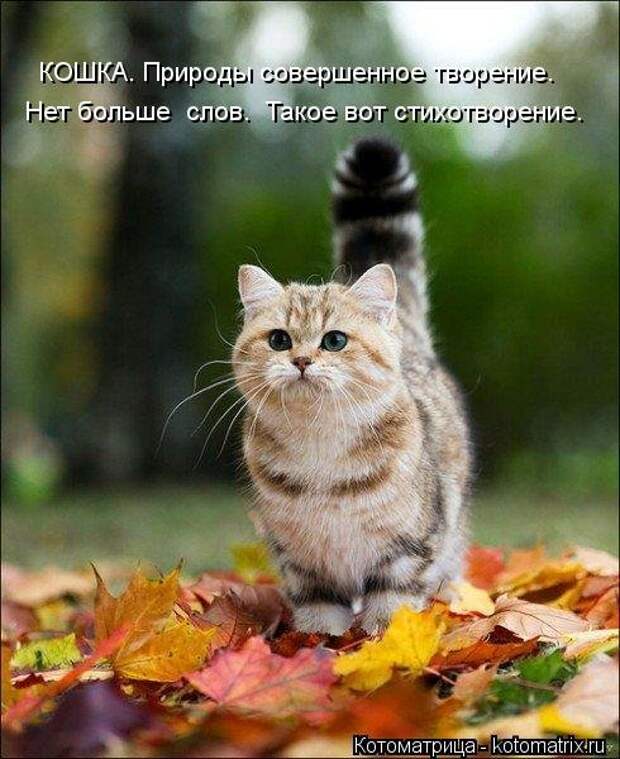 Новые смешные котоматрицы (36 шт)