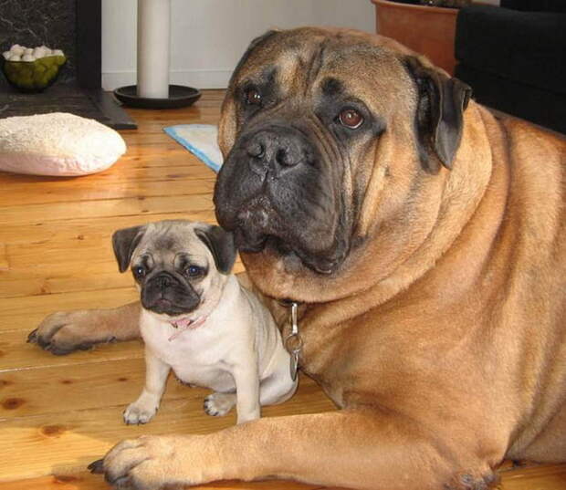copycatanimalphotos17.jpeg