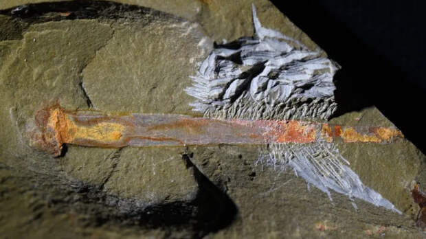 Новый вид древнего песчаного червя, похожего на Шаи-Хулуда из «Дюны»