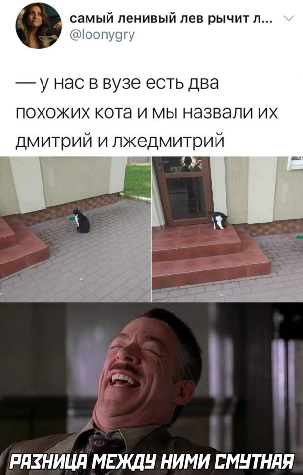 Два похожих кота