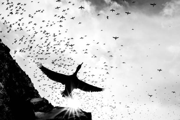 Победители конкурса «Фотограф птиц года — 2025» Победители конкурса «Фотограф птиц года — 2025»