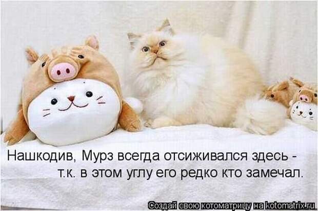 Котоматрицы великолепные, каждая с кусочком позитива и хорошего настроения!!!
