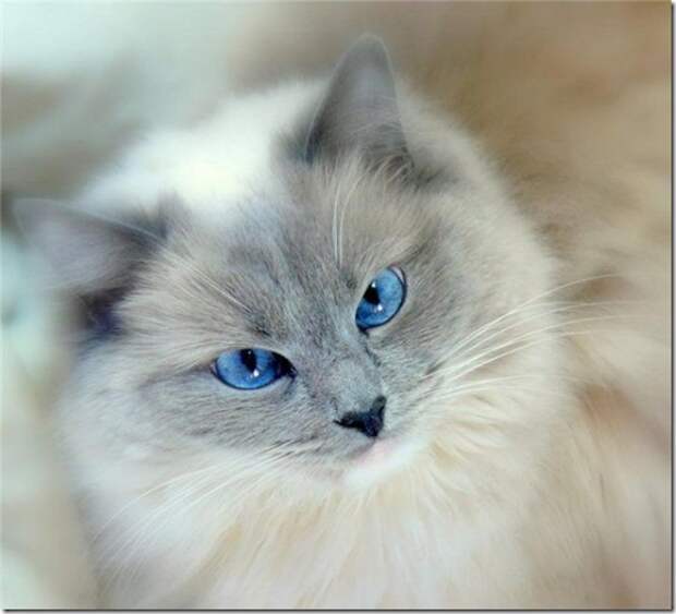 Multi-colored_eyes_of_ cats_14_(funnypagenet.com)