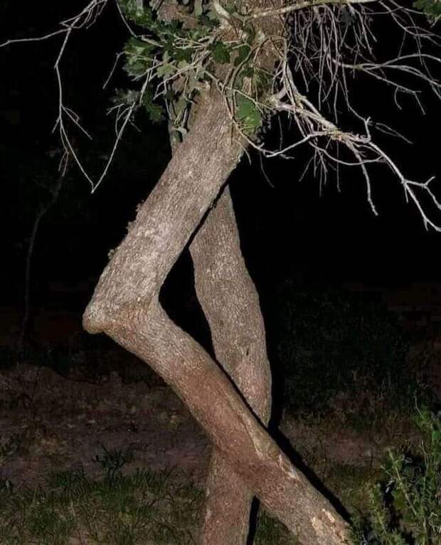 Ножки? Ножки?