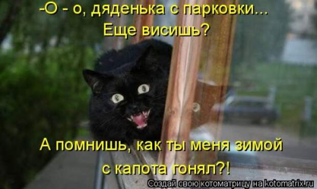 Лучшая котоматрица за неделю (31 шт)