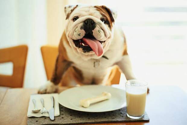 Сухари в красивых пачках: Роскачество назвало худшие марки сухого корма для собак — пожалейте питомцев