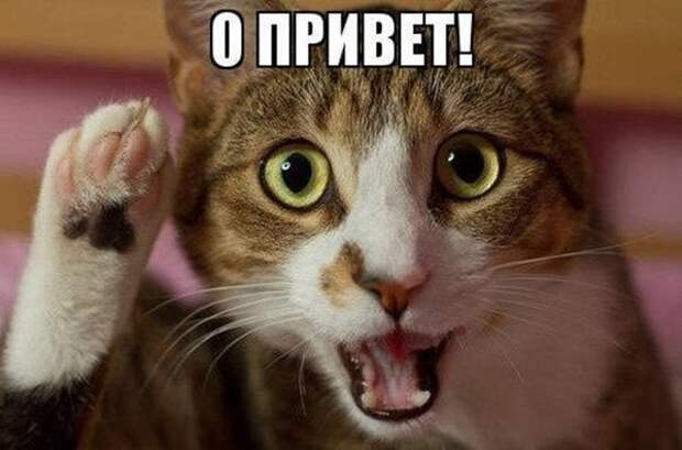 Разнообразные фото приколы с животными: смотреть обязательно!