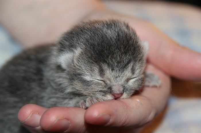 4 причины, почему кошка спит на вас