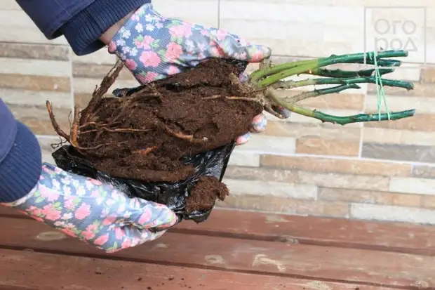 купить саженцы роз