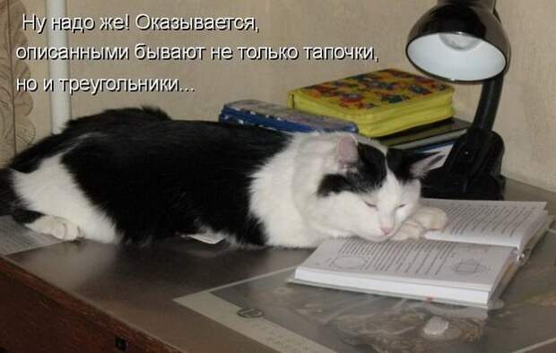 Разнообразные фото приколы с животными: смотреть обязательно!