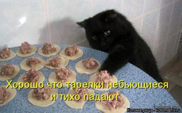 Котоматрицы(картинки с надписями)