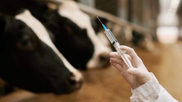 Казахстан привьет весь скот в Павлодарской области у границы с Россией