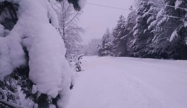 В Поморье за сезон охоты добыли 110 волков: в лидерах – Шенкурский округ