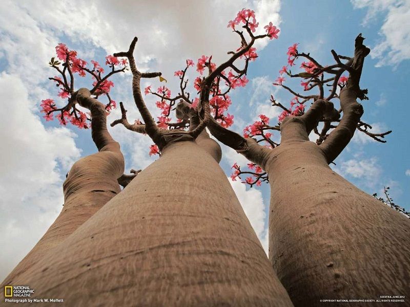 Удивительный остров Сокотра Socotra15 Удивительный остров Сокотра