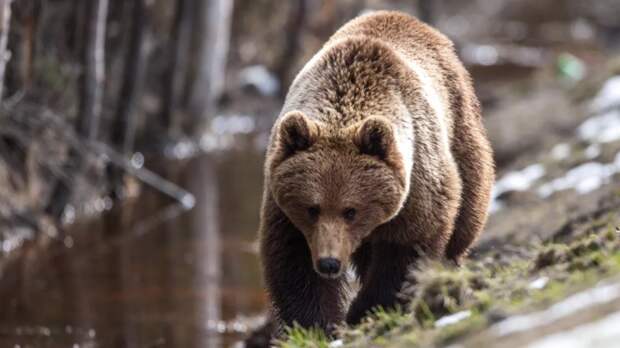 На Чаяндинском месторождении в Якутии обнаружили медведя