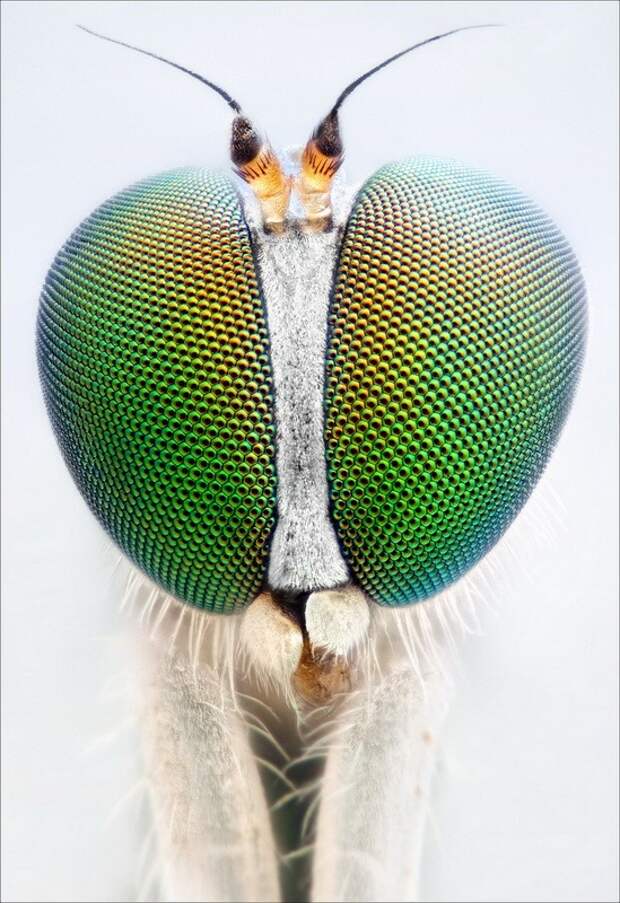 insects30 insects30 Портреты насекомых