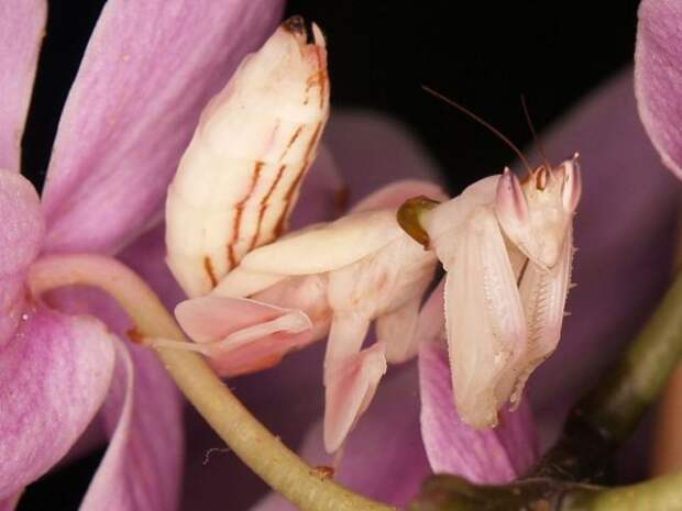 Орхидейный богомол (лат. Hymenopus coronatus) (англ. Orchid Mantis)