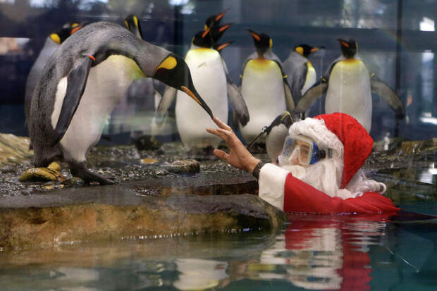 Рождество у королевских пингвинов в парке Marineland, Франция