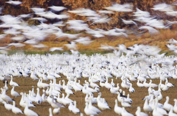 Перелетная стая белых гусей. Продолжительность жизни этих птиц может составлять 20 лет в мире, животные, животный мир, жизнь, интересное, мигрант, мигранты, подборка