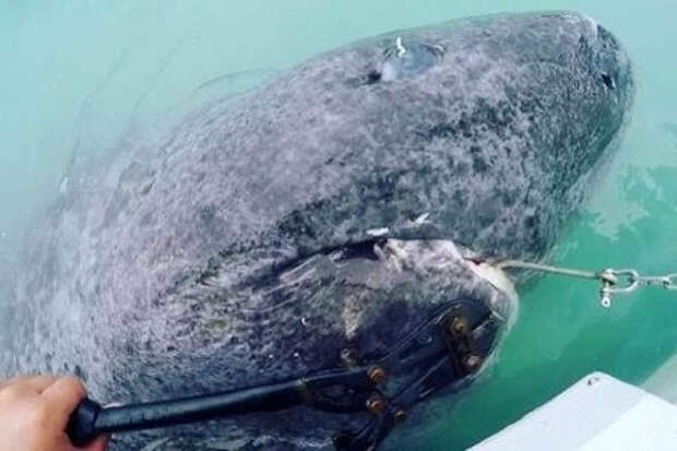 В Северной Атлантике поймали акулу которой 512 лет