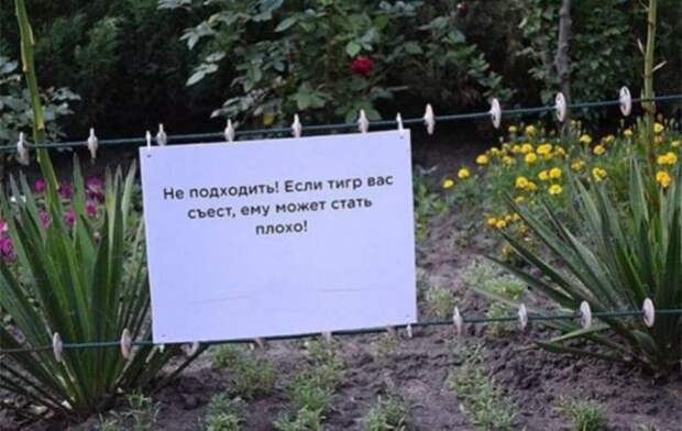 тигр