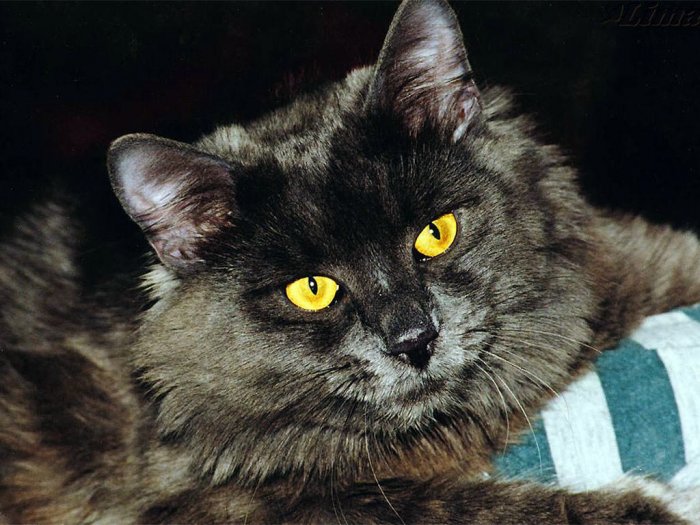 Коты,кошки,котята...