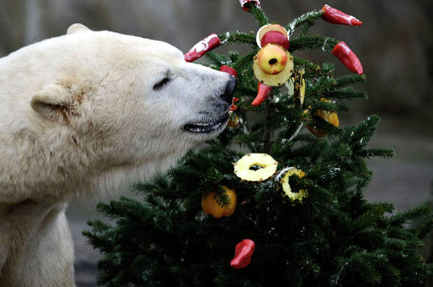 Белый медведь лакомится рождественским угощением в зоопарке в Германии