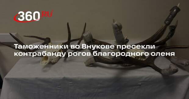 Во Внукове таможенники обнаружили рога и черепа благородного оленя у иностранца
