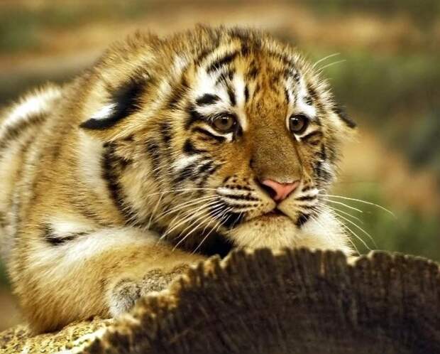 Милые и забавные животные Милые и забавные животные