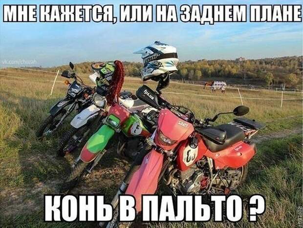 Конь в пальто )