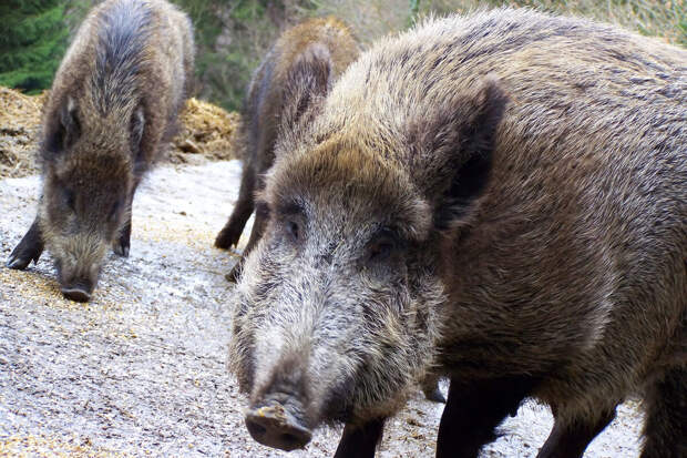 Bild: в Германии преступника задержали благодаря стаду кабанов