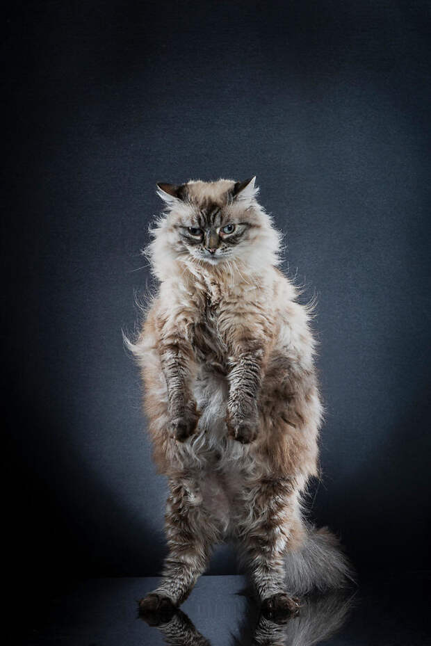 9 смешных фото котиков, которые научились стоять на двух лапах