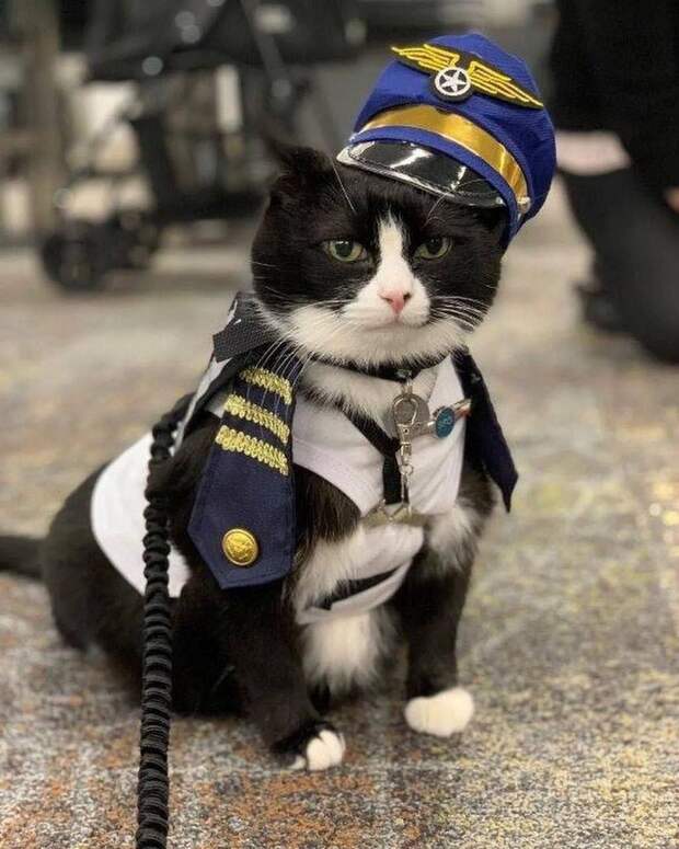 В аэропорту США начал работать кот-терапевт Дюк