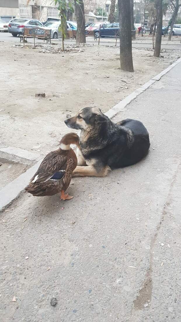 В одном из дворов Тбилиси живут вот такие друзья грузия, дружба животных, животные, природа, собака, утка
