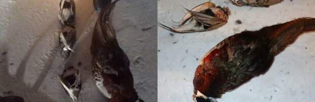 Тушки птиц обнаружили в авто жителя Туркестанской области