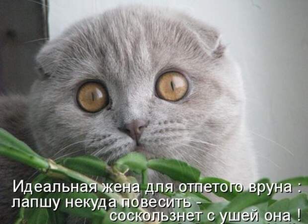 Котоматрица юморная (38 фото)